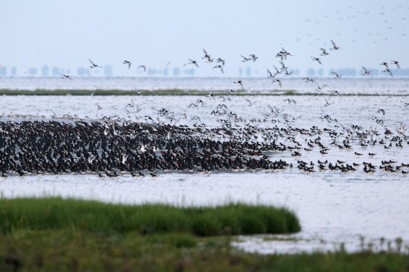 As the incoming tide races across the mudflats the waders are denied their feeding grounds 