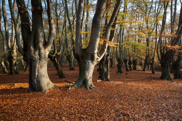 Epping forest in autumn