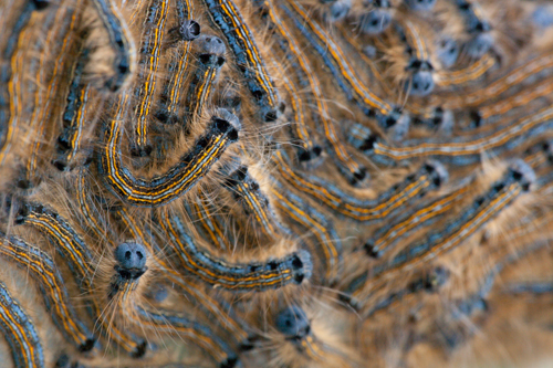 HIDDEN BRITAIN - Lackey Moth caterpillars