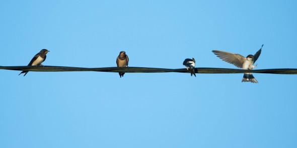 Birds on the wire.