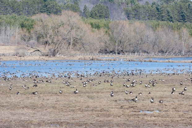 Canada Geese at a migration "stop-over" marsh  
