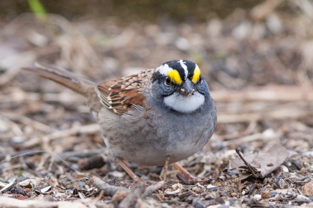 A newly arrived  White-throated Sparrow.