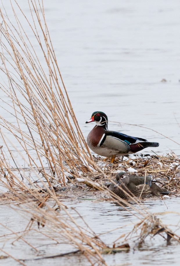 One of the most beautiful ducks in the World - the Wood Duck