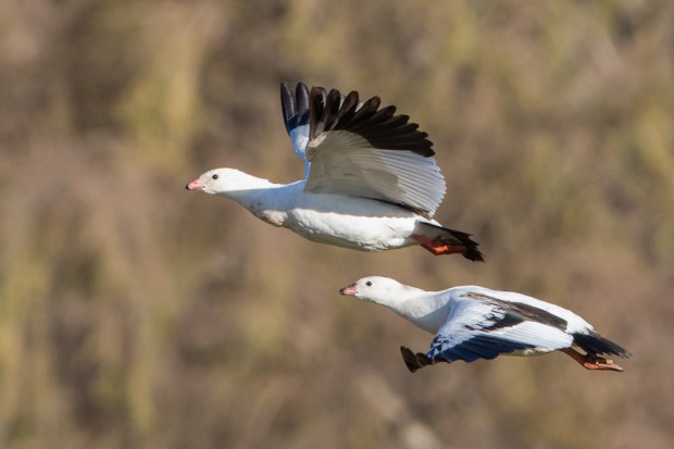 Andean Geese in flight