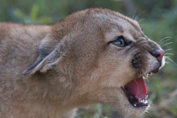 Puma cubs snarl