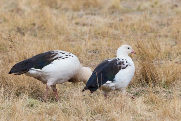 Andean Geese on the puna
