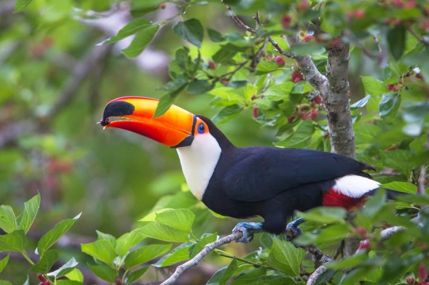 Toco toucan eating