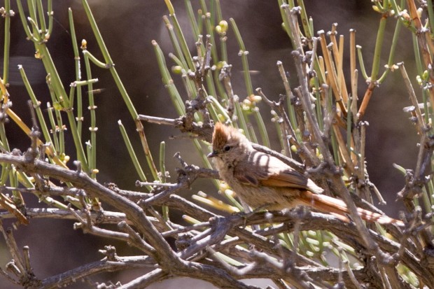 Brown-capped Tit Spinetail