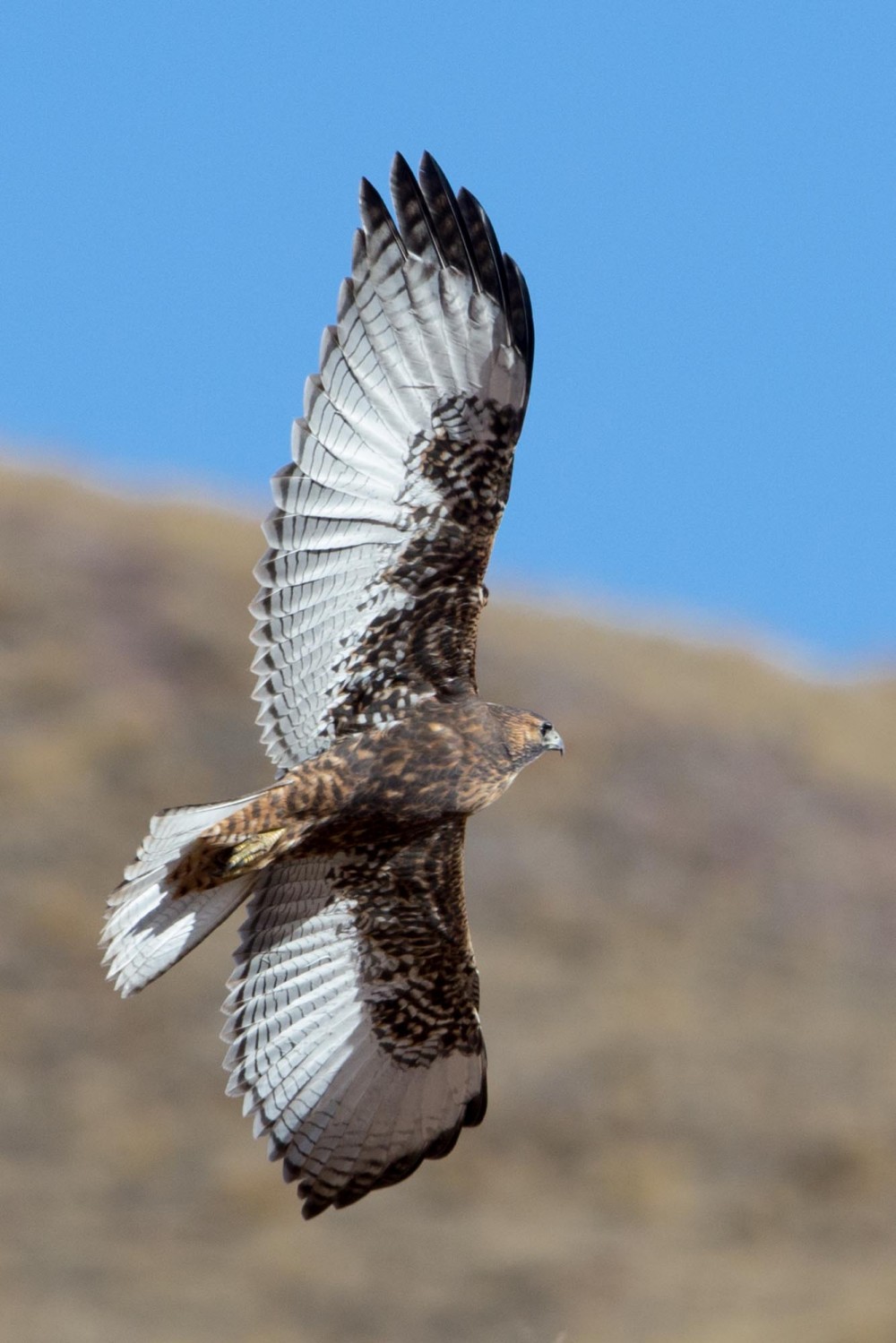 Monte -Red-shouldered Hawk