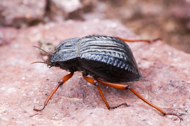 Tenebrionidae sp beetle