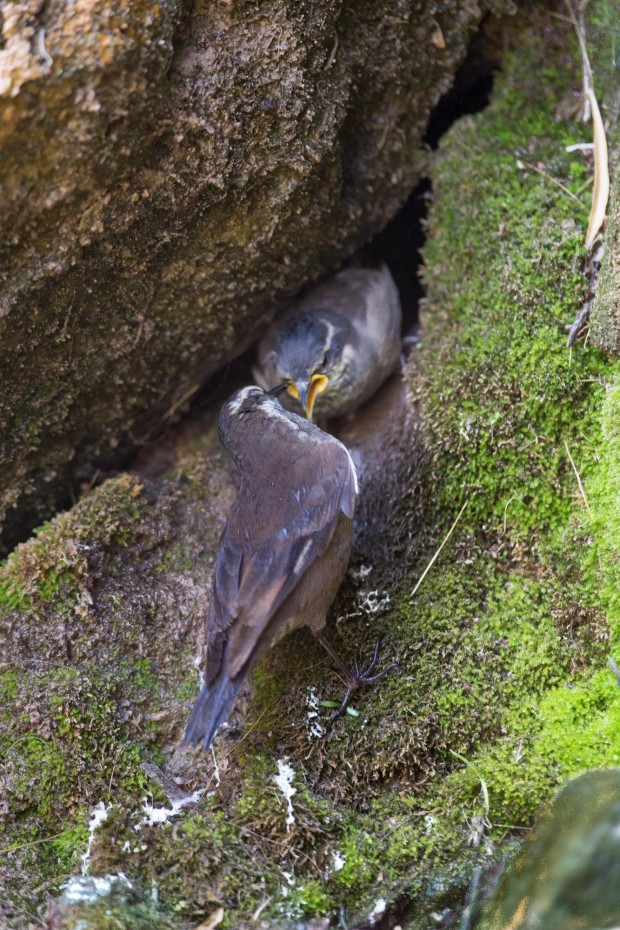 grey-flanked Cinclodes at nest