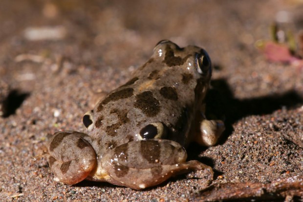 4 eyed frog