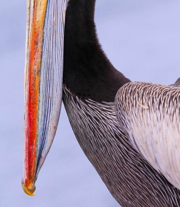 Pelicans bill 2