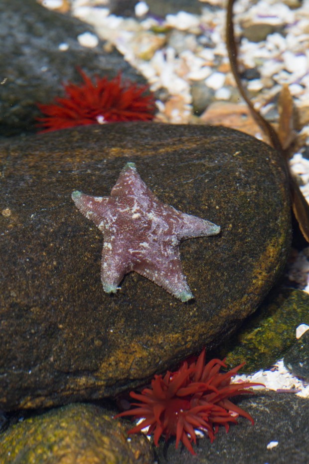 Estrella de mar morada