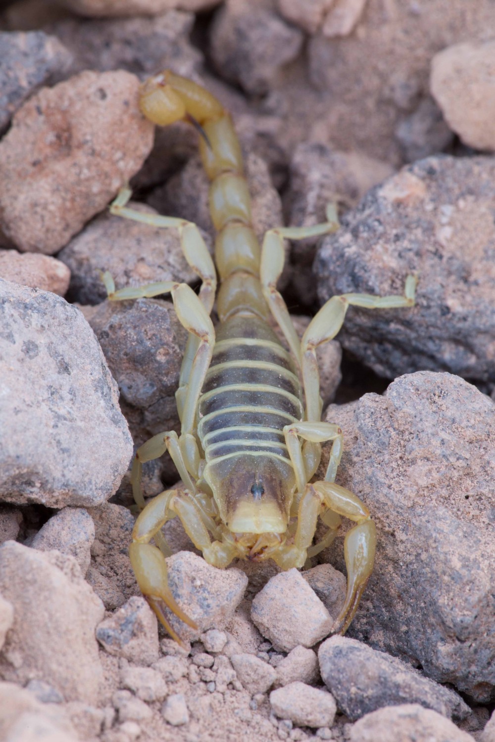 Un scorpion en el desierto absolute.