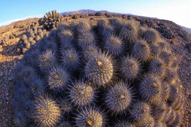 Un niebla-prado lleno de cactus